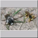 Andrena vaga - Weiden-Sandbiene -14- 03.jpg